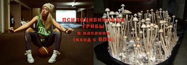прущие грибы Вяземский